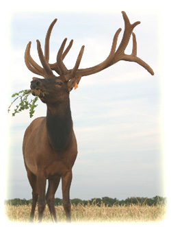 Krause Elk Farm, eating grass